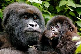 Gorilla Naming Ceremony: Kwita Izina