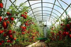 Umushinga wo guhinga inyanya muri greenhouse