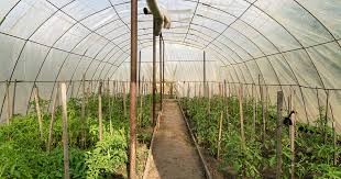 Umushinga wo guhinga inyanya muri greenhouse