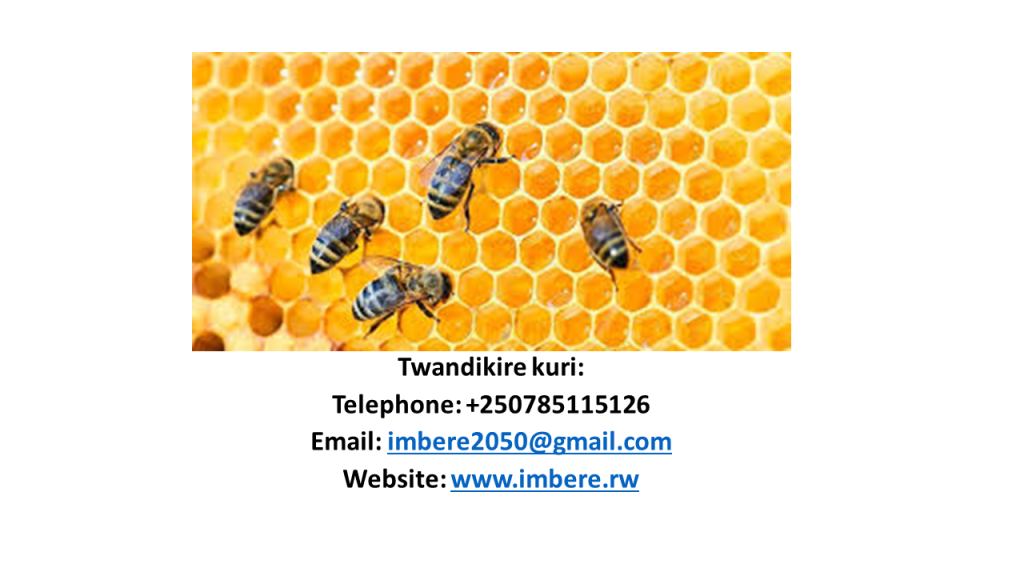 Uko wakora ubworozi bw’inzuki